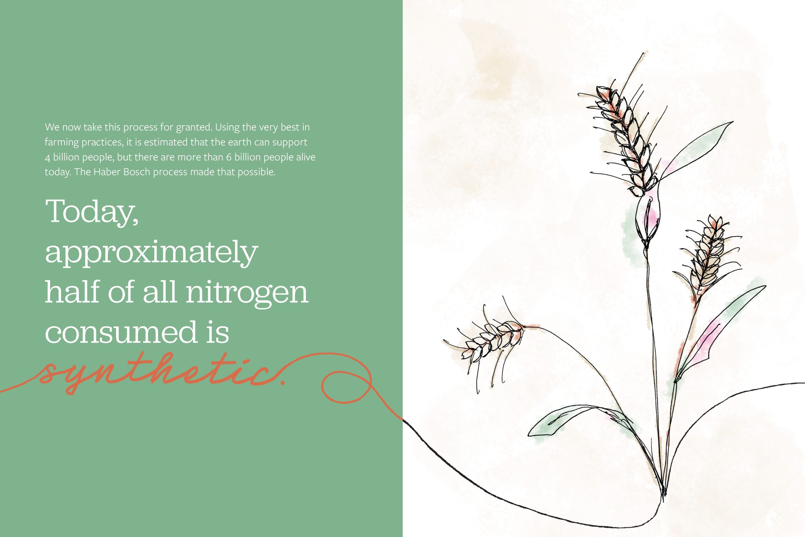 Its Complicated_Draft 5_Page_08 Illustration of wheat stalks with text about synthetic nitrogen consumption and the Haber Bosch process supporting global population